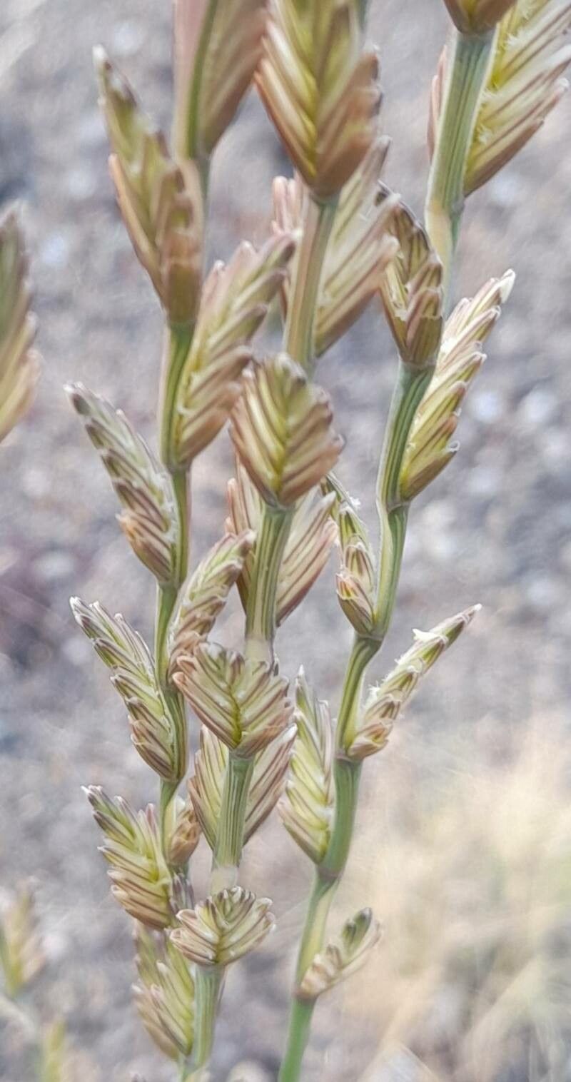 Thinopyrum elongatum fruit