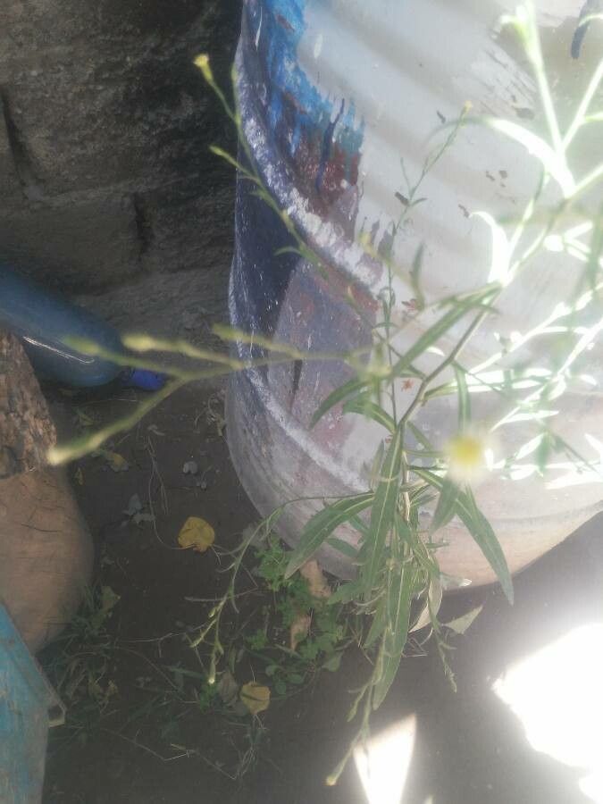 Aster subulatus flower