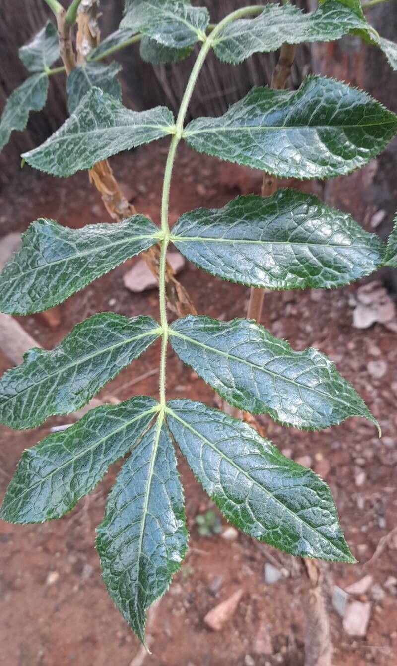 Commiphora coleopsis — search result for 'Commiphora'