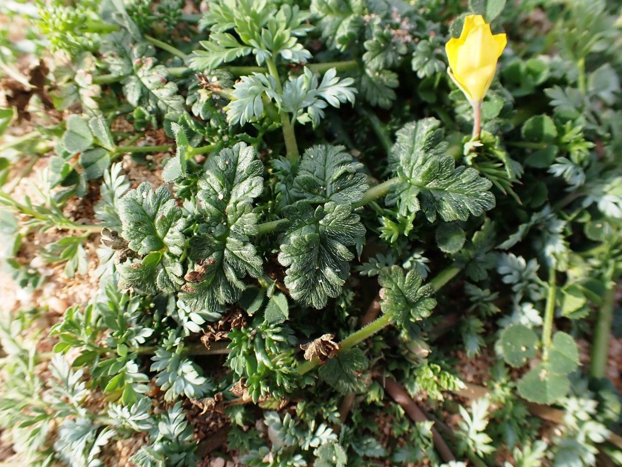 Hypecoum procumbens leaf