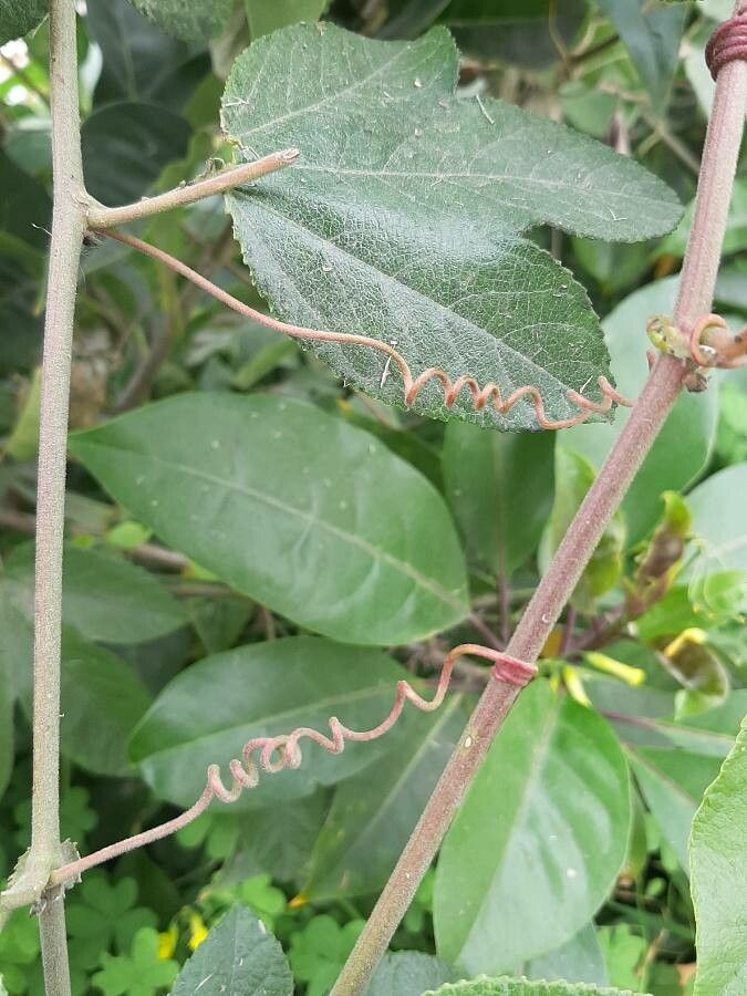 Passiflora manicata bark