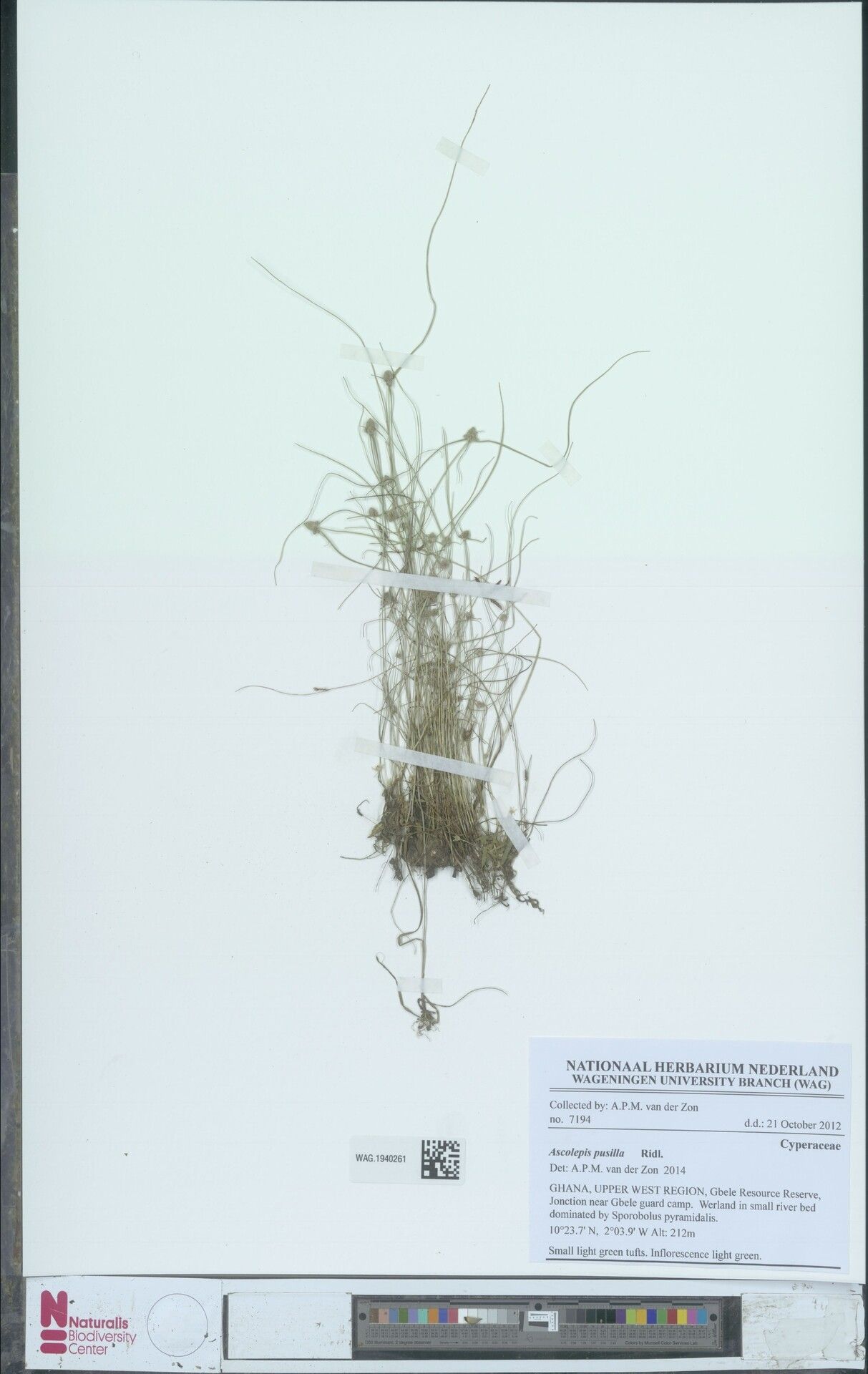 Cyperus ascopusillus — houseplant care guide