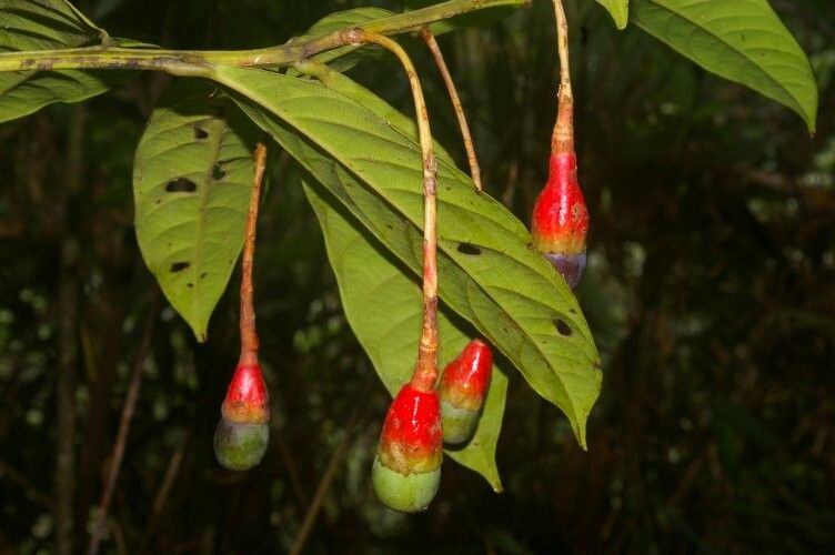 Ocotea olivacea fruit