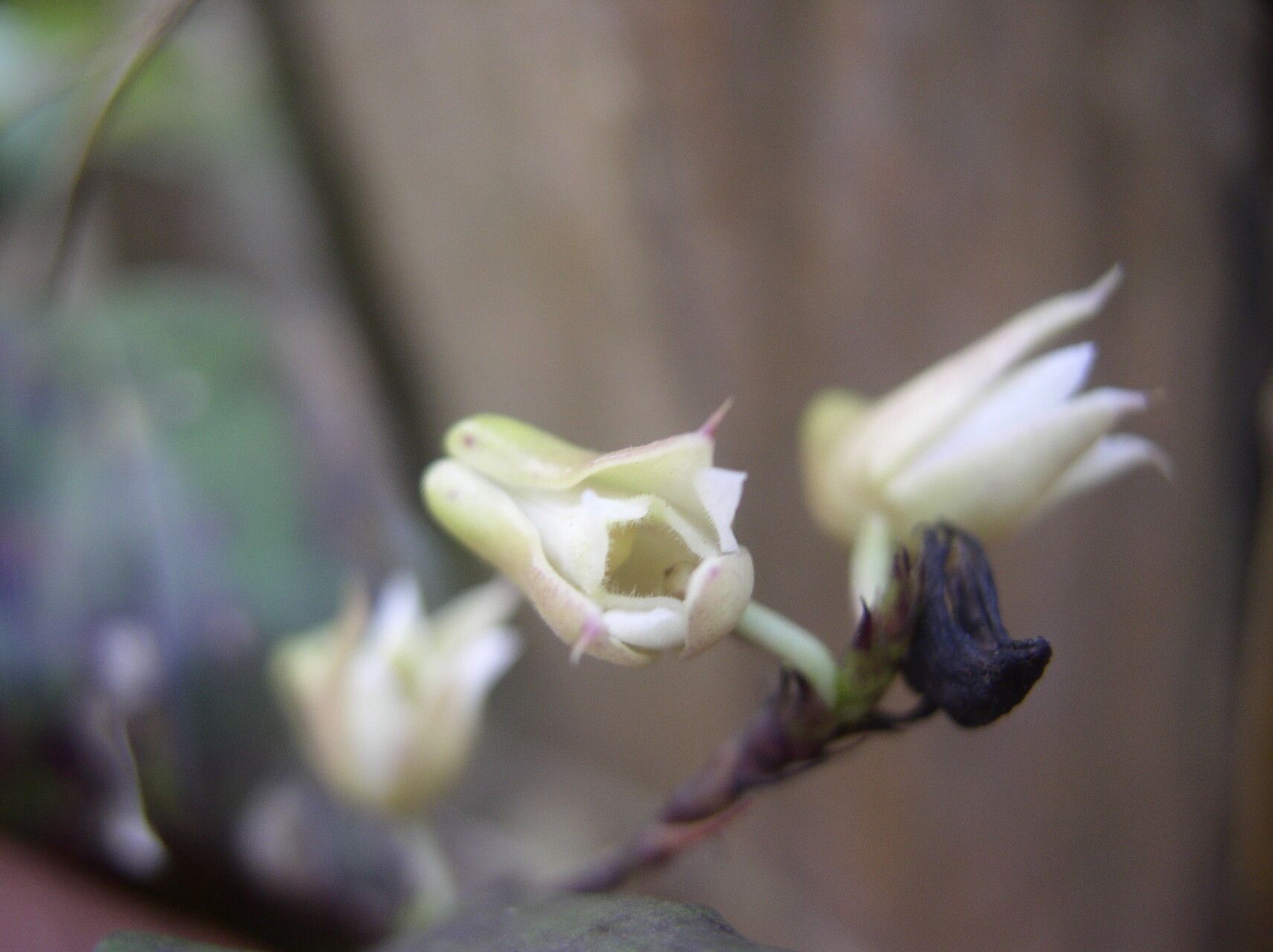 Polystachya cooperi flower