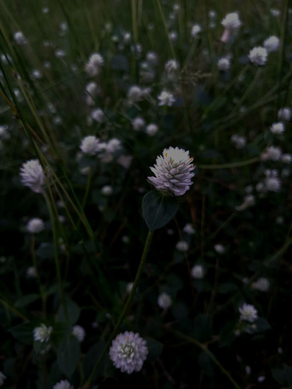 Gomphrena serrata flower
