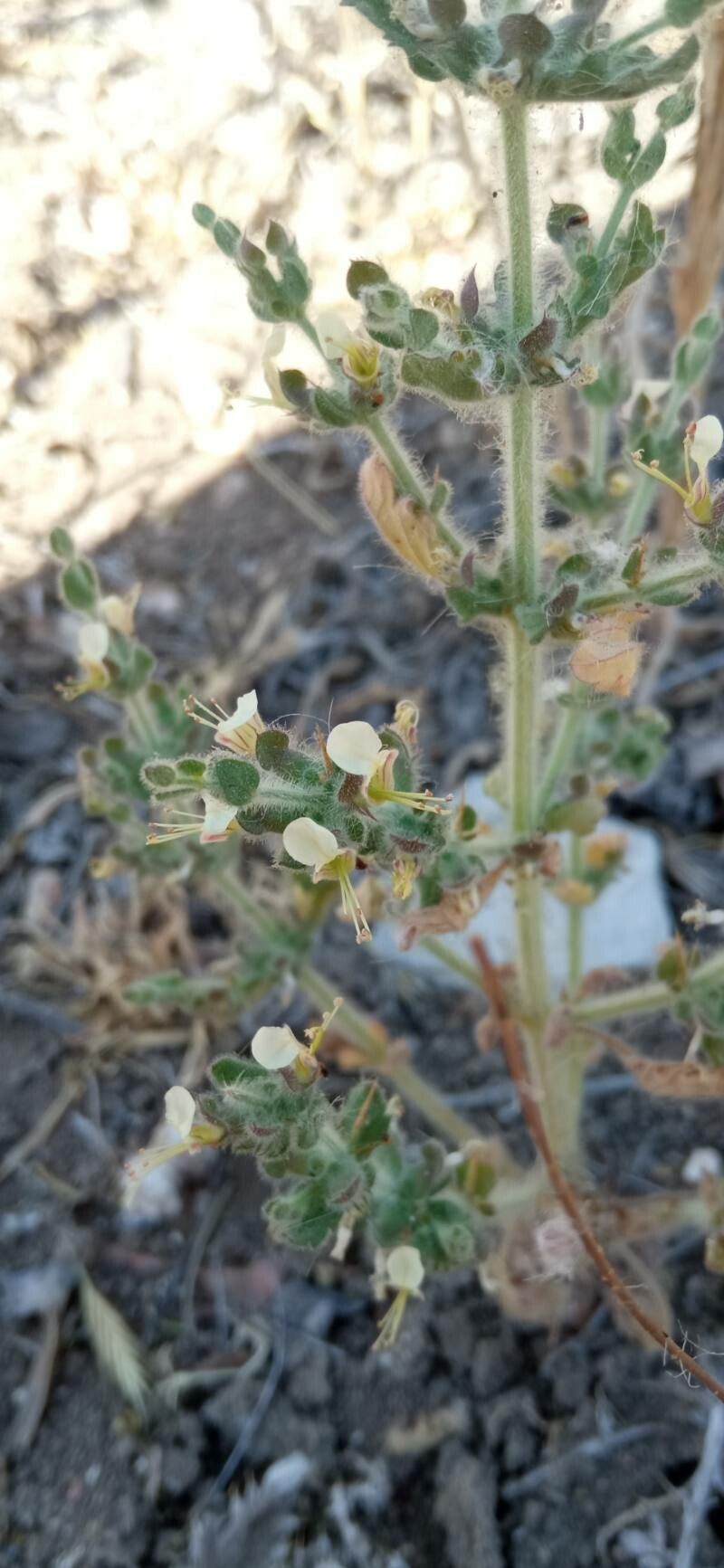 Teucrium spinosum — search result for 'Teucrium'