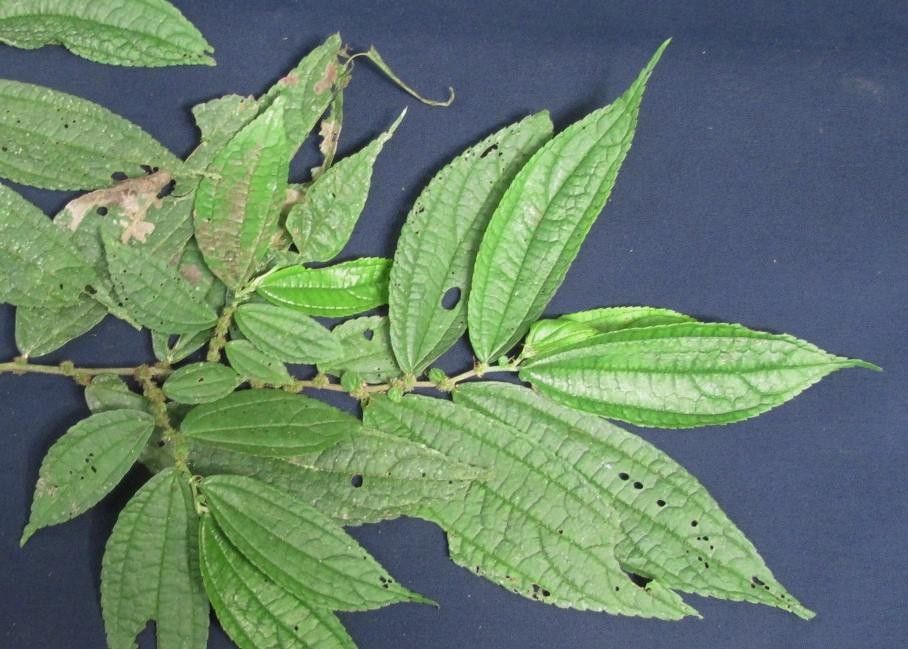 Boehmeria ulmifolia other