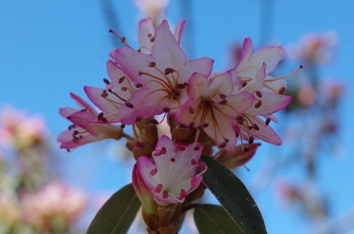 Rhododendron hemitrichotum flower