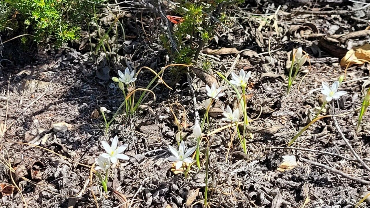 Ornithogalum broteroi — search result for 'Ornithogalum'