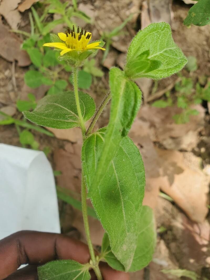 Aspilia africana leaf