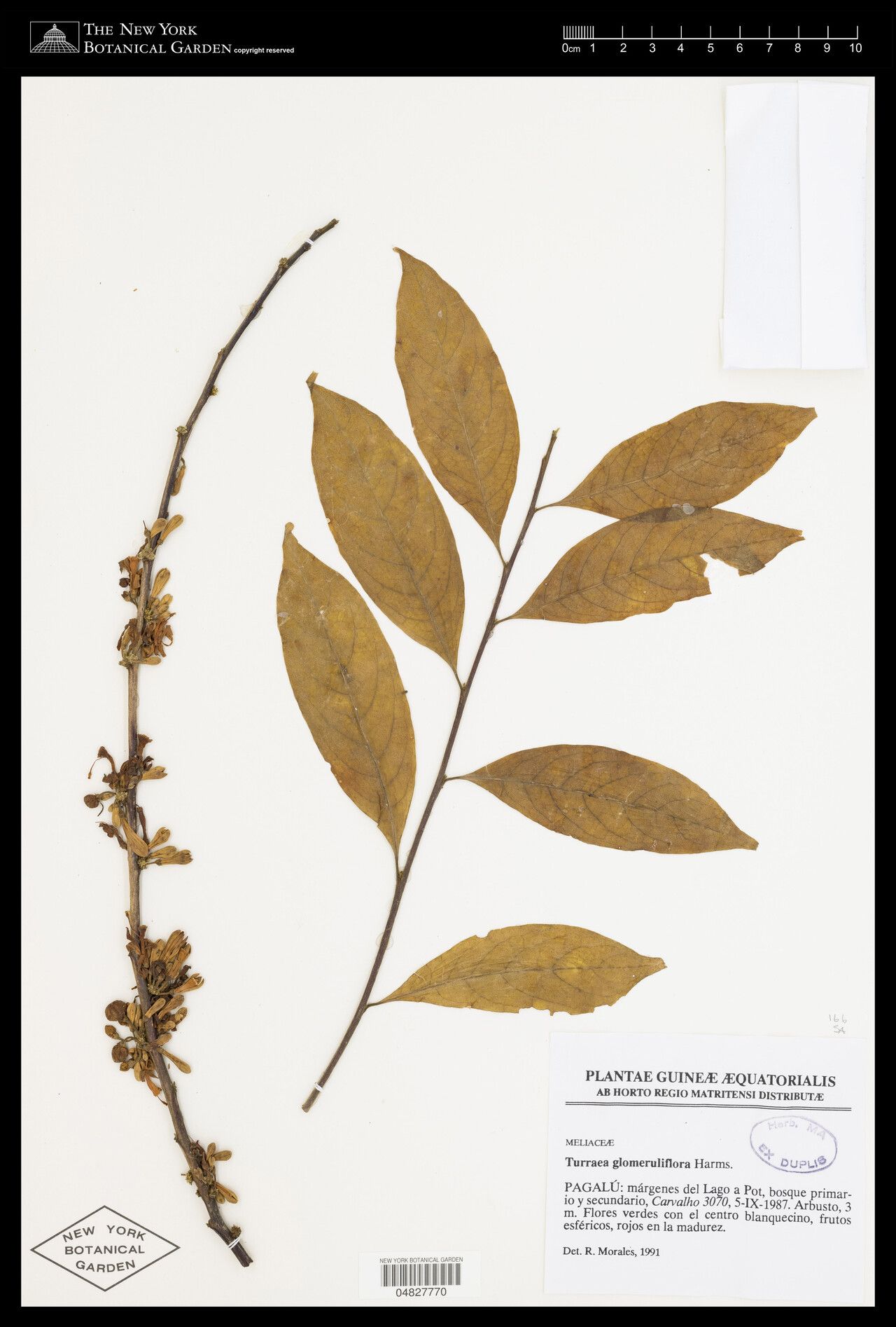 Turraea glomeruliflora — houseplant care guide