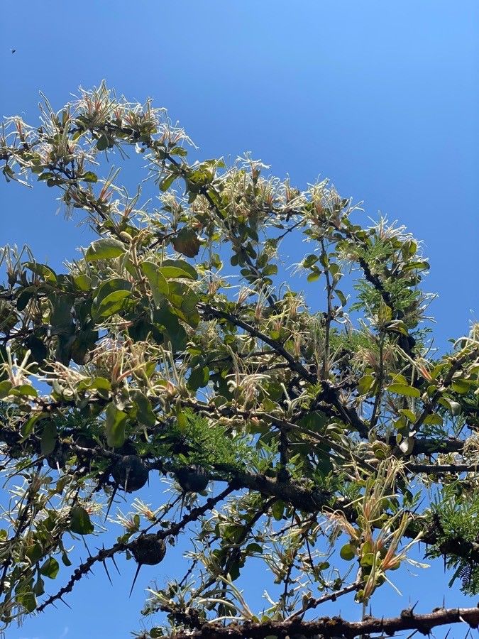 Erianthemum dregei — houseplant care guide