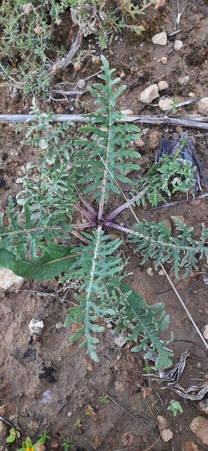 Rhaponticum acaule — related species from the same genus