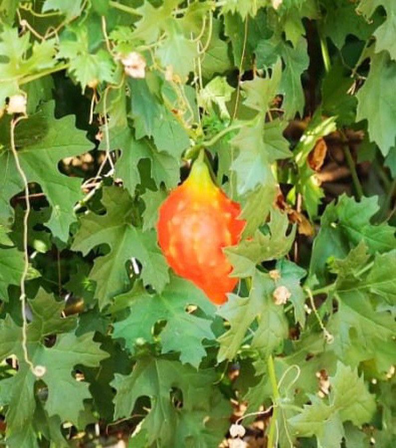 Momordica balsamina fruit