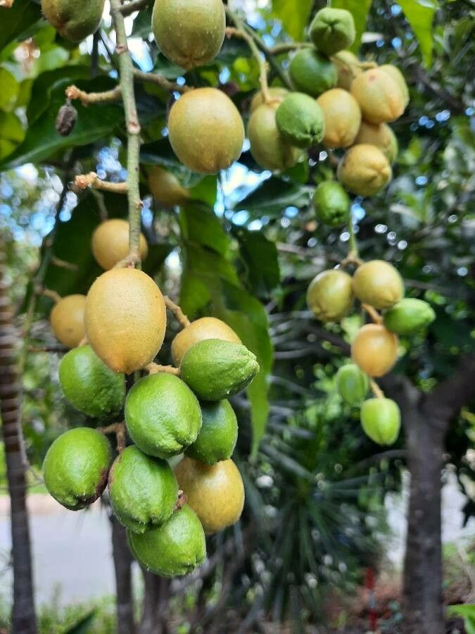 Clausena lansium fruit