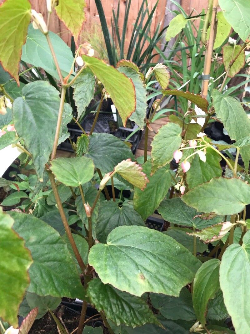 Begonia chuyunshanensis leaf