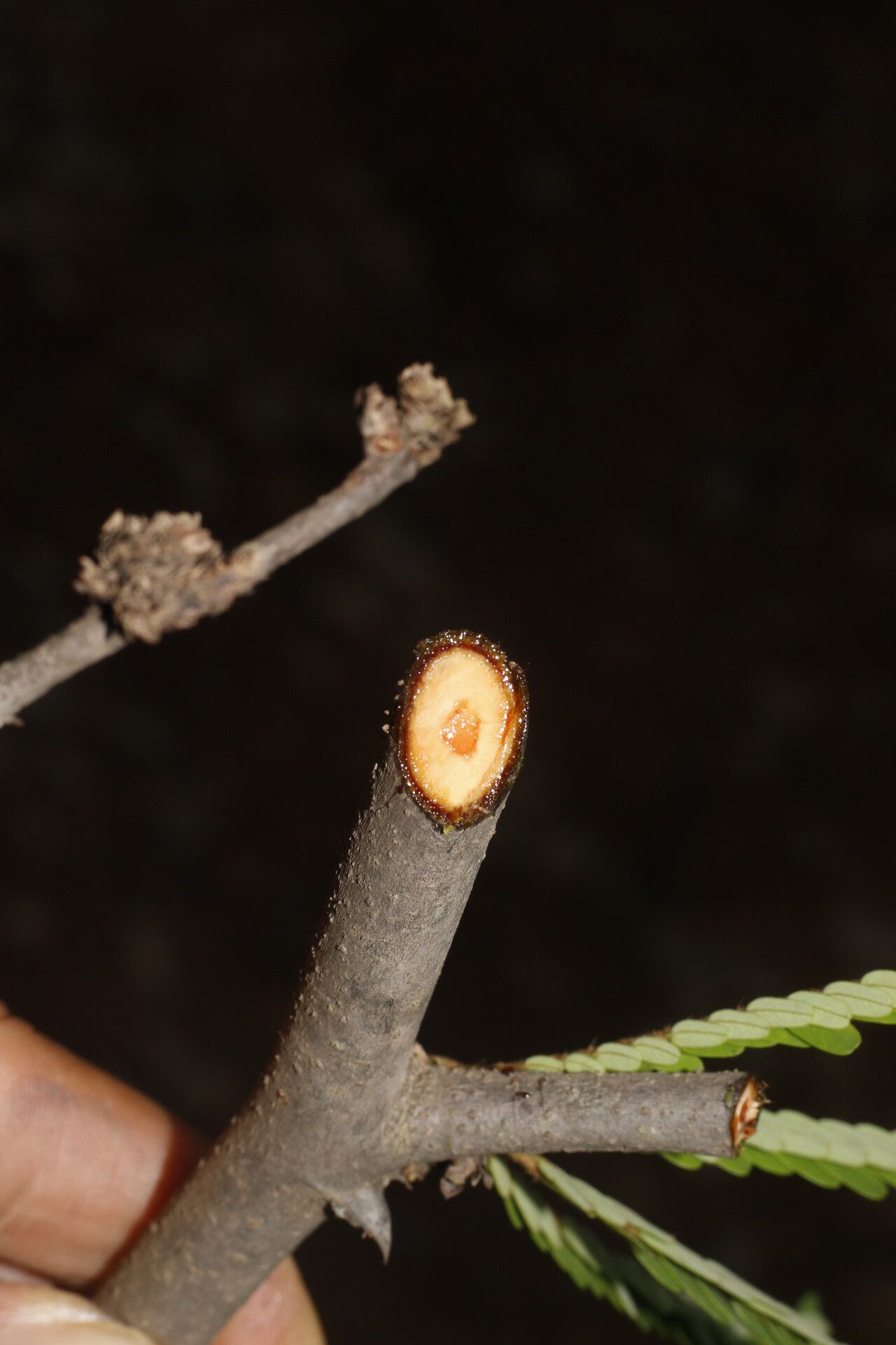 Machaerium cirrhiferum bark
