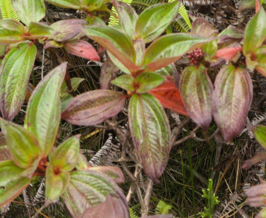 Aciotis purpurascens — houseplant care guide