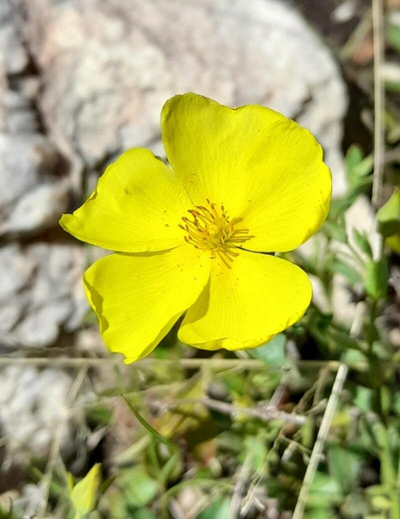 Helianthemum brasiliense flower