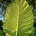 Alocasia macrorrhizos