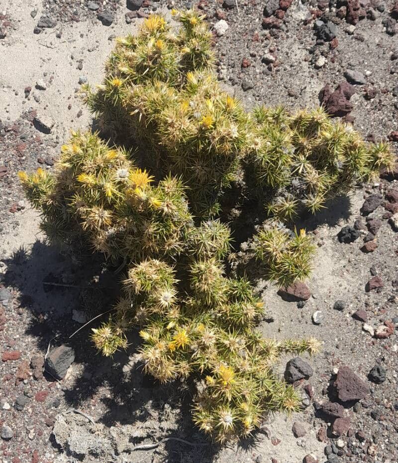 Chuquiraga rosulata habit