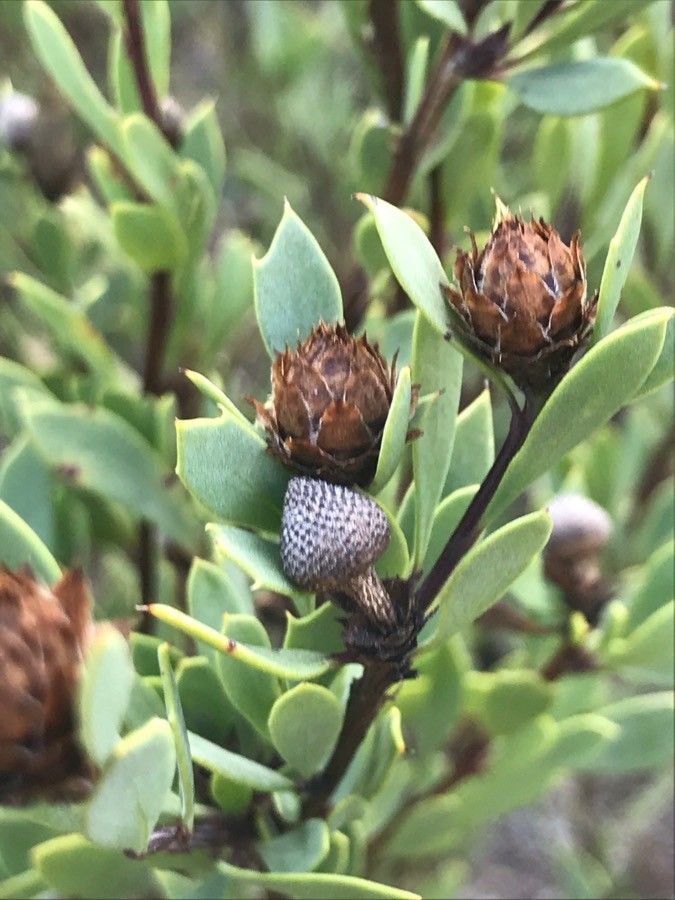 Globularia arabica fruit