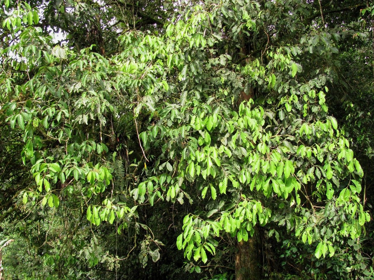 Guarea montana habit