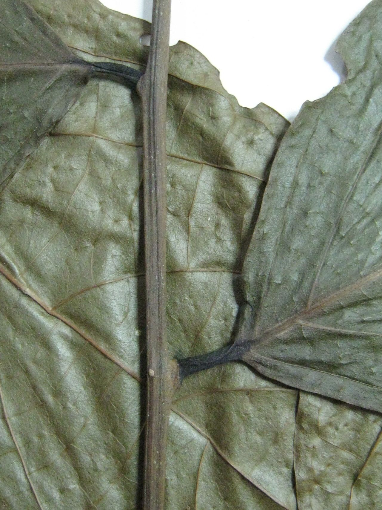 Cordia laevifrons other