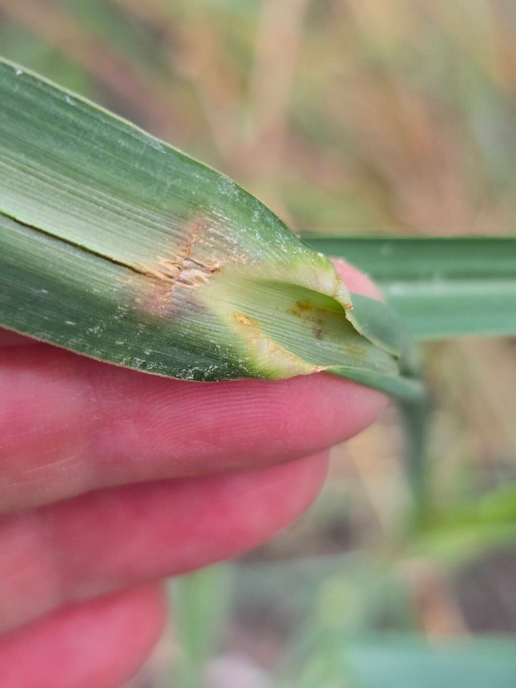 Echinochloa crus-pavonis leaf
