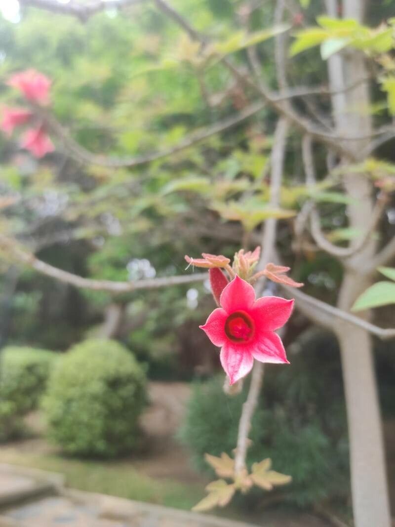 Brachychiton bidwillii flower