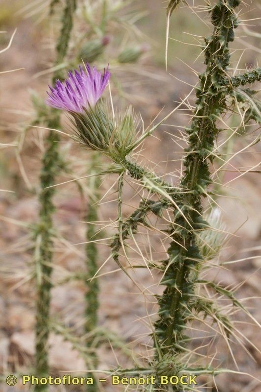 Carduus chevallieri other