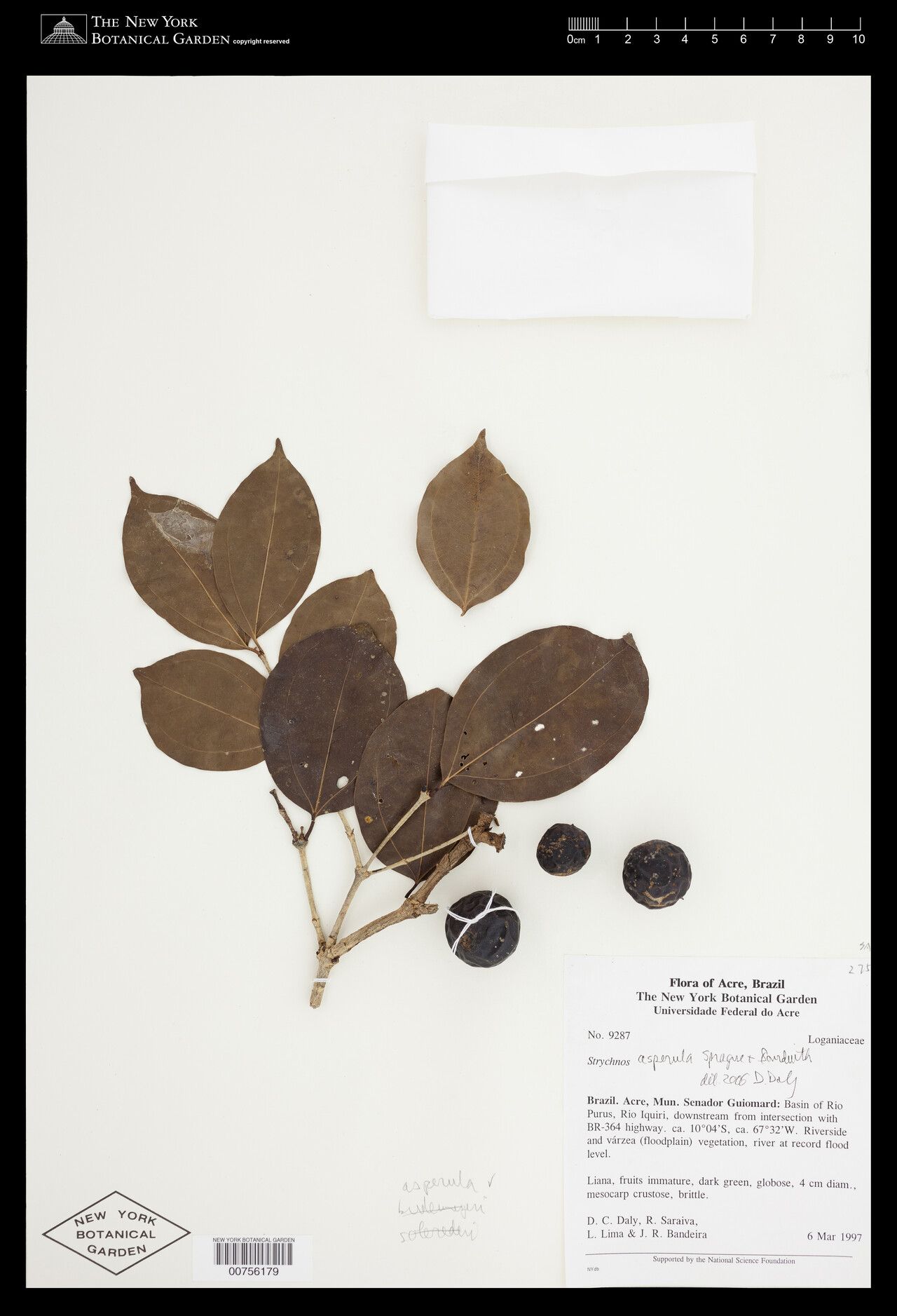 Strychnos asperula fruit