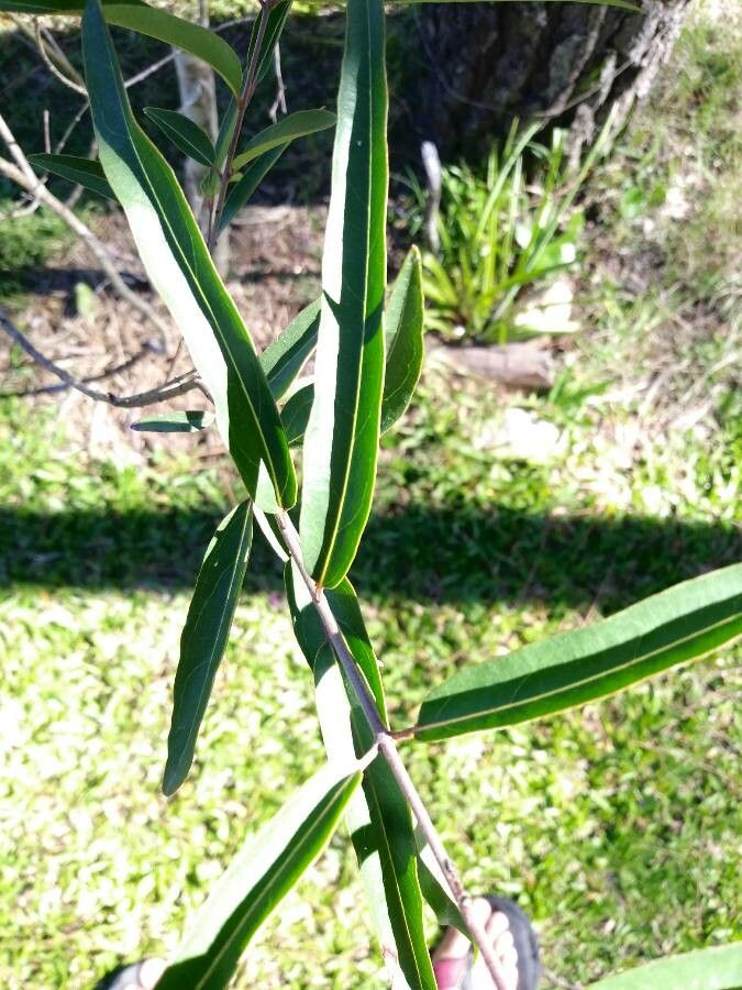 Heteropterys glabra leaf