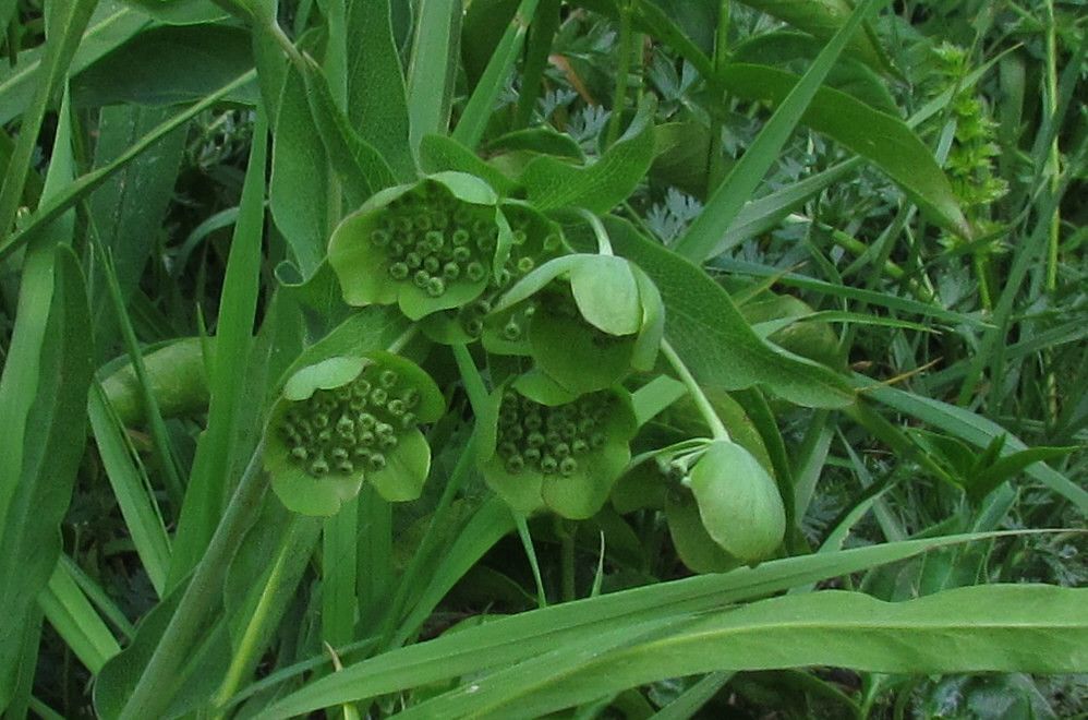 Bupleurum angulosum fruit