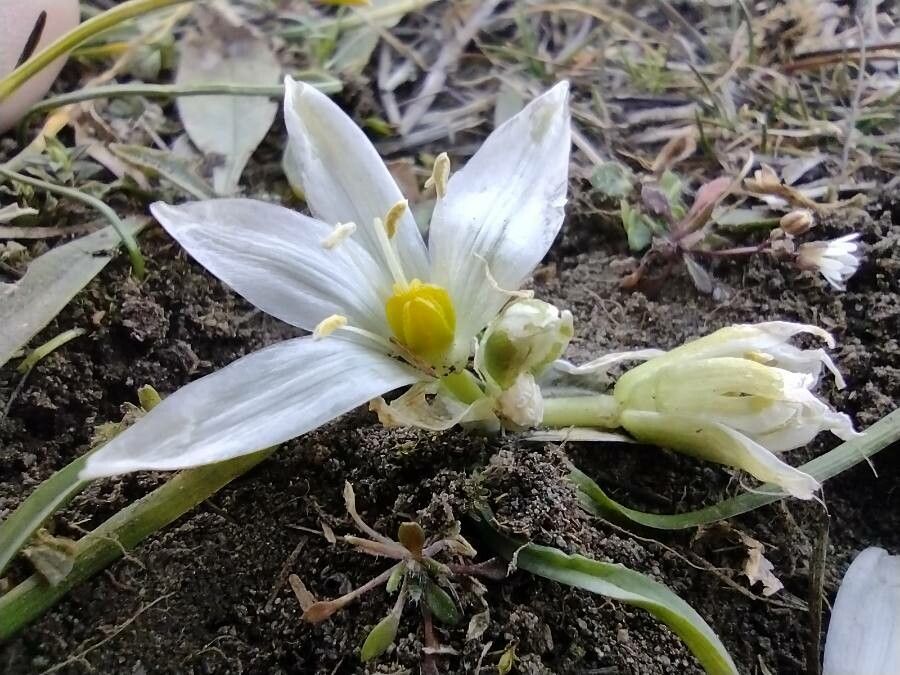 Ornithogalum refractum flower
