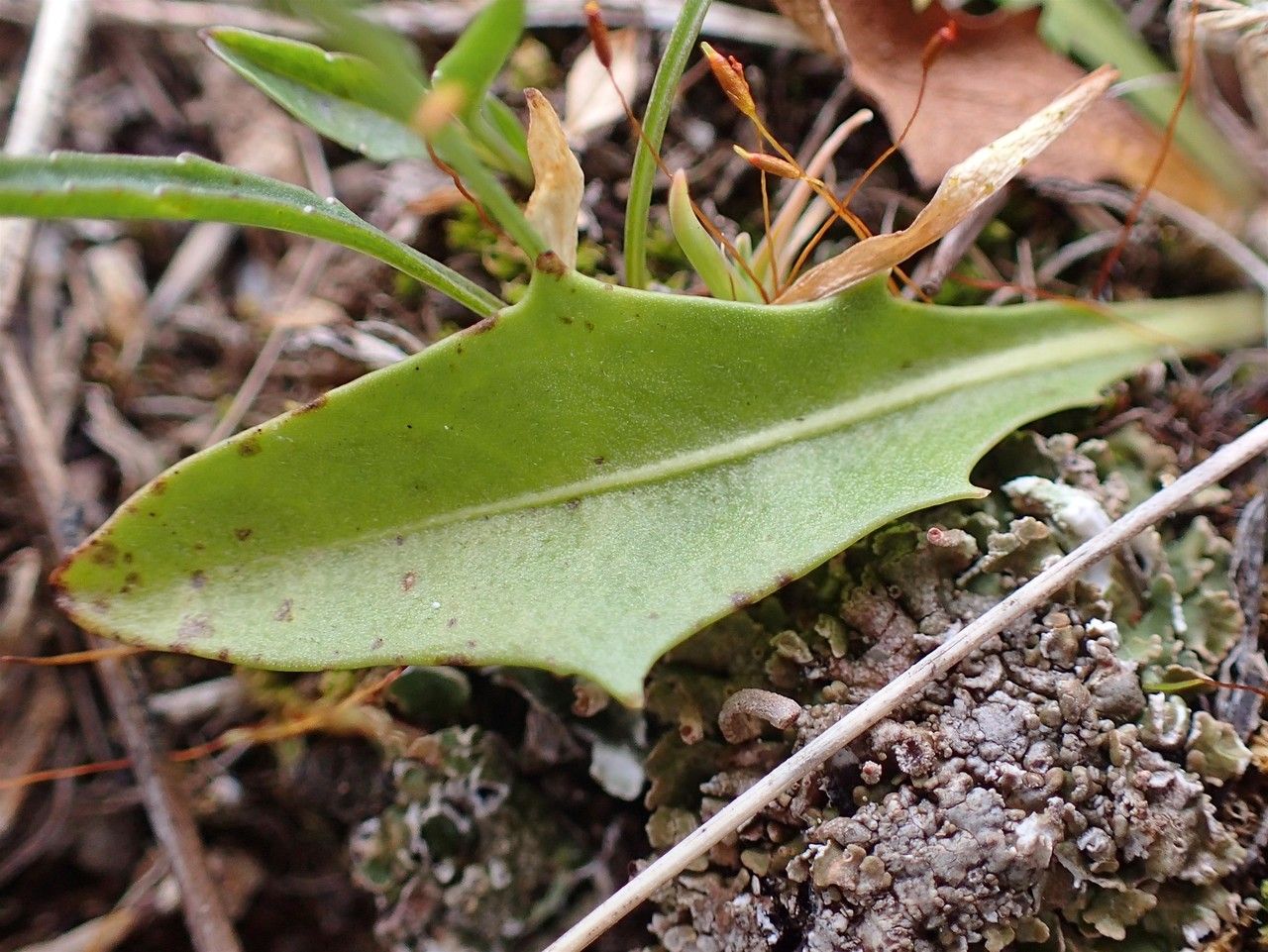 Scorzoneroides helvetica leaf