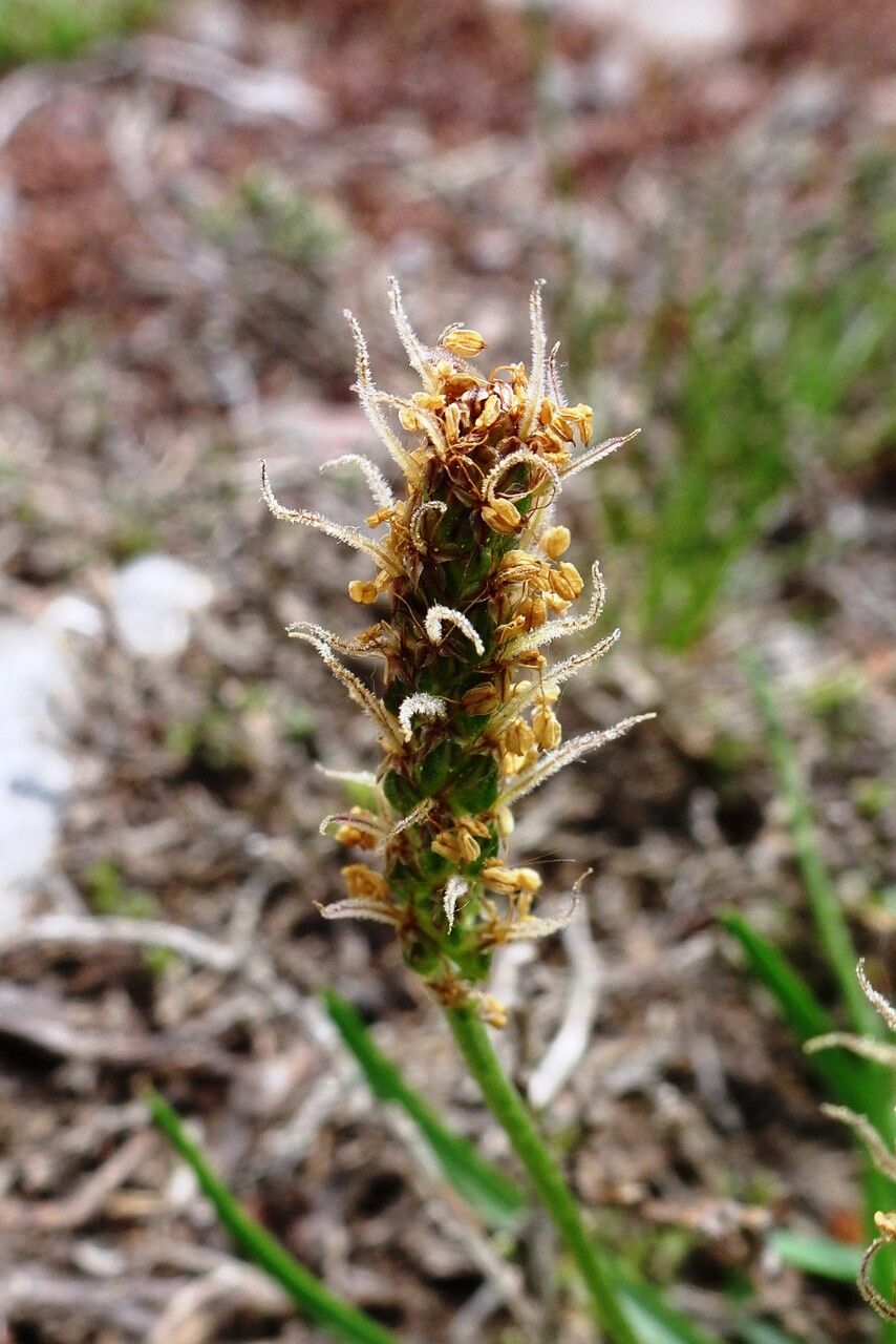 Plantago alpina flower