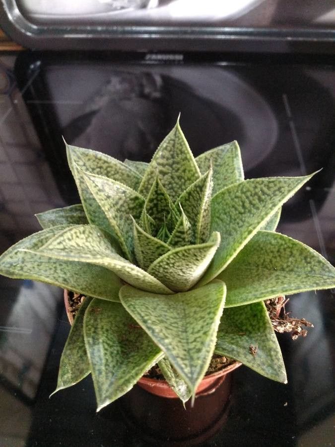 Aristaloe aristata cv. 'Cosmo' leaf
