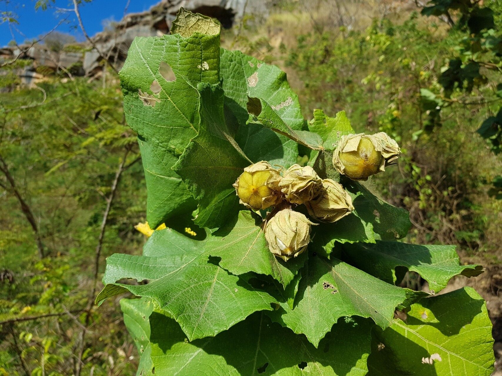 Hibiscus megistanthus fruit