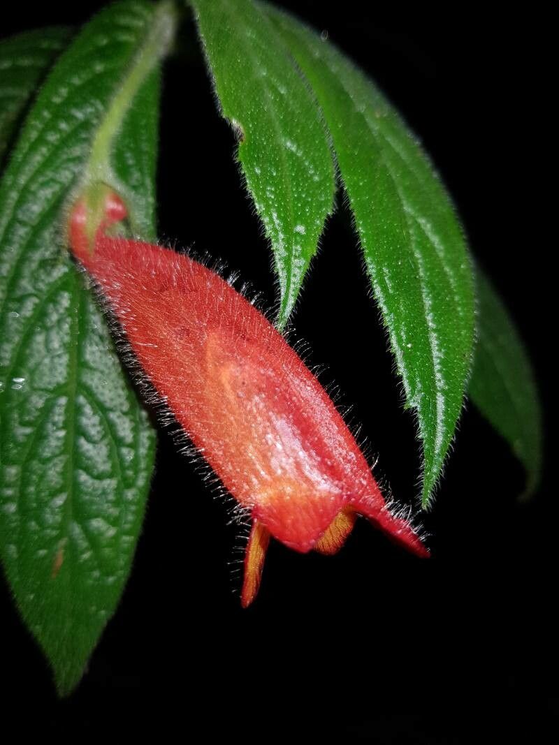 Columnea anisophylla flower