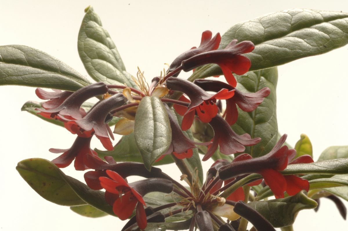 Rhododendron yongii leaf