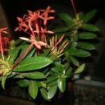 Ixora coccinea
