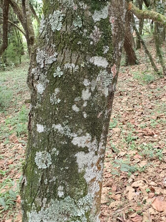 Alchornea cordifolia bark