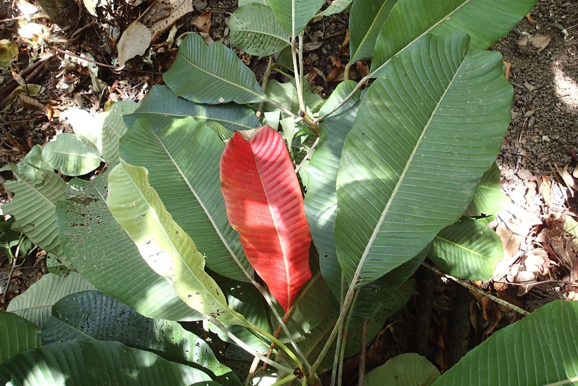 Elaeocarpus guillaumii leaf