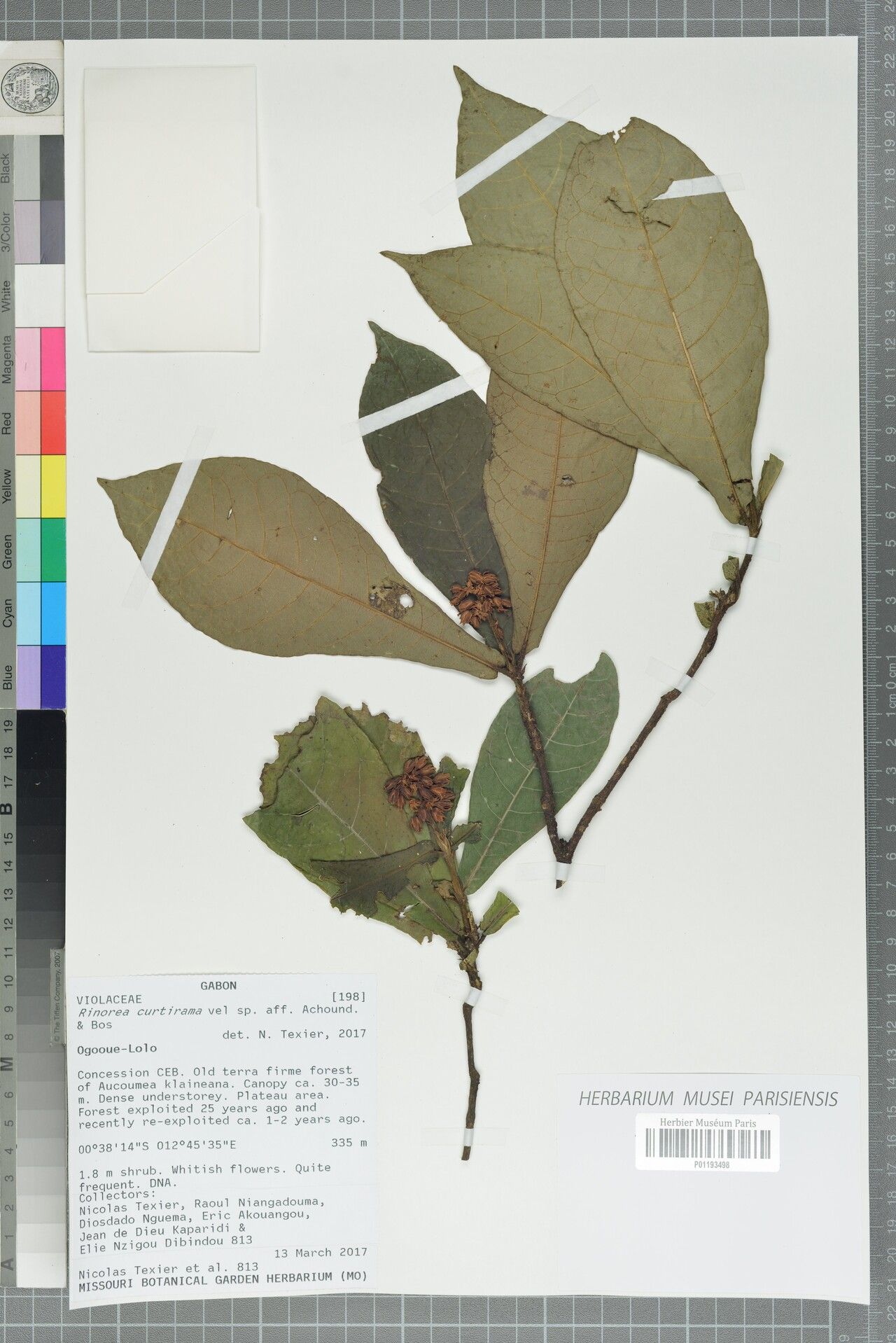 Rinorea curtirama — houseplant care guide