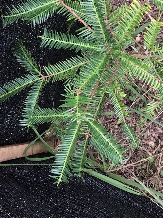 Torreya grandis — search result for 'Taxus'