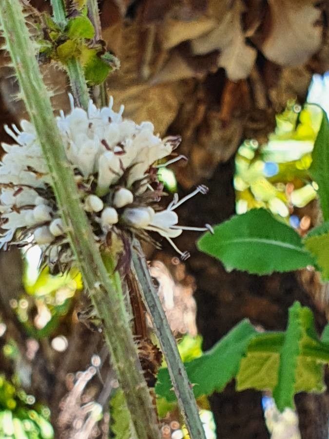Dipsacus pinnatifidus flower
