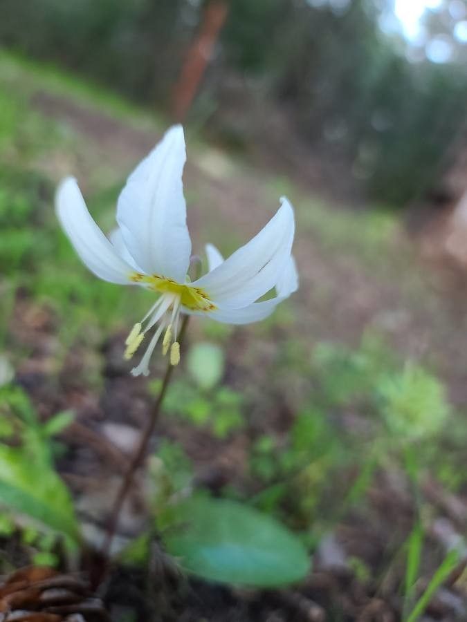 Erythronium klamathense — search result for 'Erythronium'