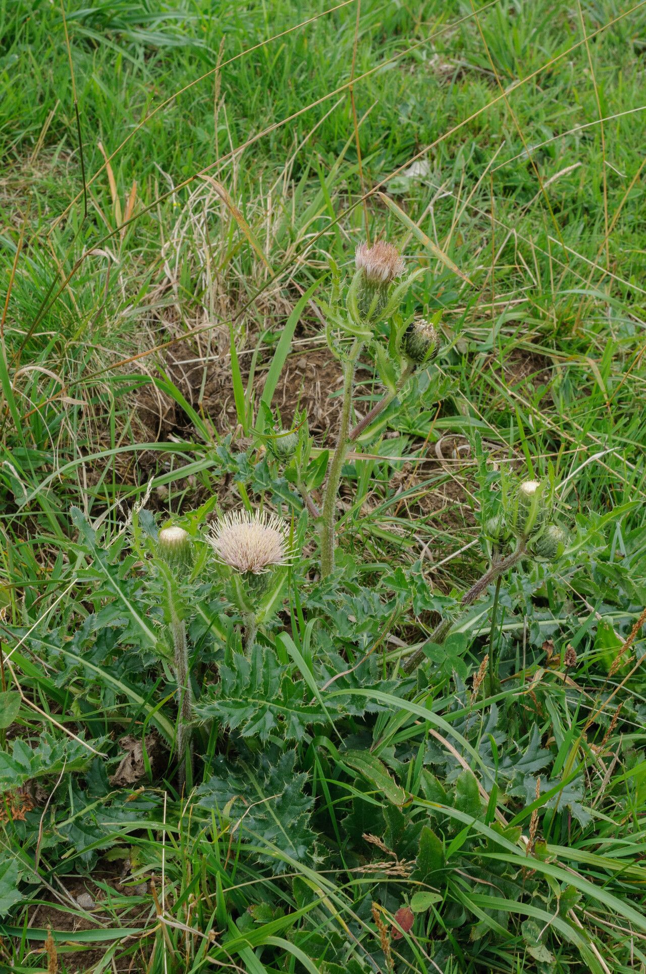 Cirsium × rigens habit