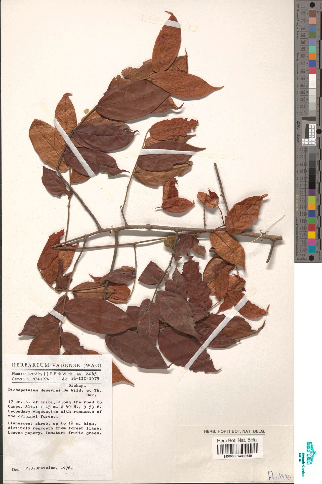 Dichapetalum dewevrei — houseplant care guide